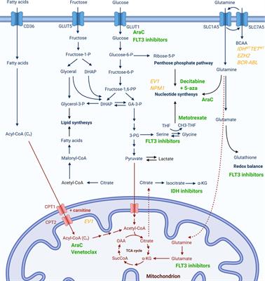 The Role of Metabolism in the Development of Personalized Therapies in Acute Myeloid Leukemia